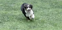 Sami, a female Australian Shepherd for sale in Vicksburg, MI – 4 of 10
