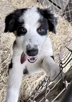 Katie , a female Australian Shepherd for sale in Vicksburg, MI – 1 of 9