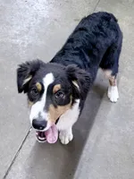 Sami, a female Australian Shepherd for sale in Vicksburg, MI – 7 of 10