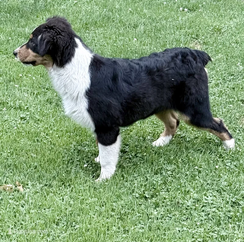 Sami – Australian Shepherd puppy for sale in Vicksburg, MI