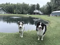 Sami, a female Australian Shepherd for sale in Vicksburg, MI – 10 of 10