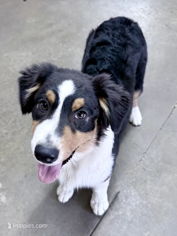 Sami – Australian Shepherd puppy for sale in Vicksburg, MI