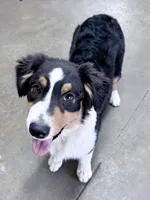 Sami, a female Australian Shepherd for sale in Vicksburg, MI – 2 of 10