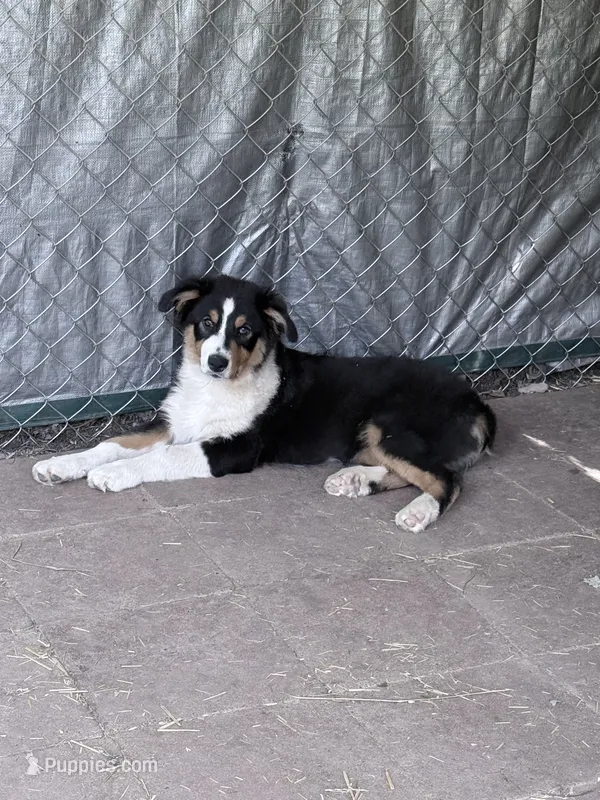 Sami – Australian Shepherd puppy for sale in Vicksburg, MI