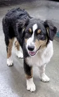 Sami, a female Australian Shepherd for sale in Vicksburg, MI – 5 of 10