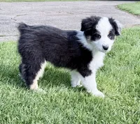 Katie , a female Australian Shepherd for sale in Vicksburg, MI – 2 of 9