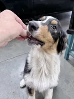 Sami, a female Australian Shepherd for sale in Vicksburg, MI – 3 of 10