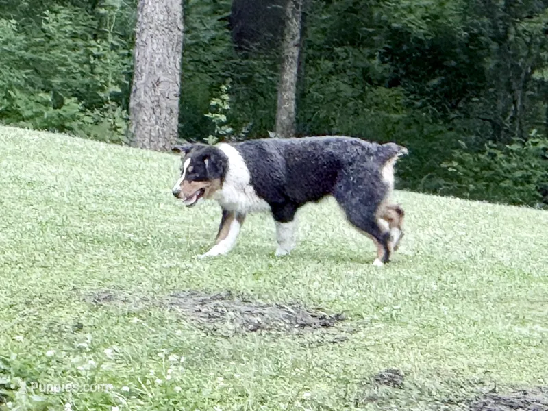 Sami – Australian Shepherd puppy for sale in Vicksburg, MI