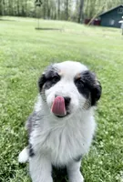 Katie , a female Australian Shepherd for sale in Vicksburg, MI – 5 of 9