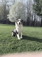 Katie , a female Australian Shepherd for sale in Vicksburg, MI – 9 of 9