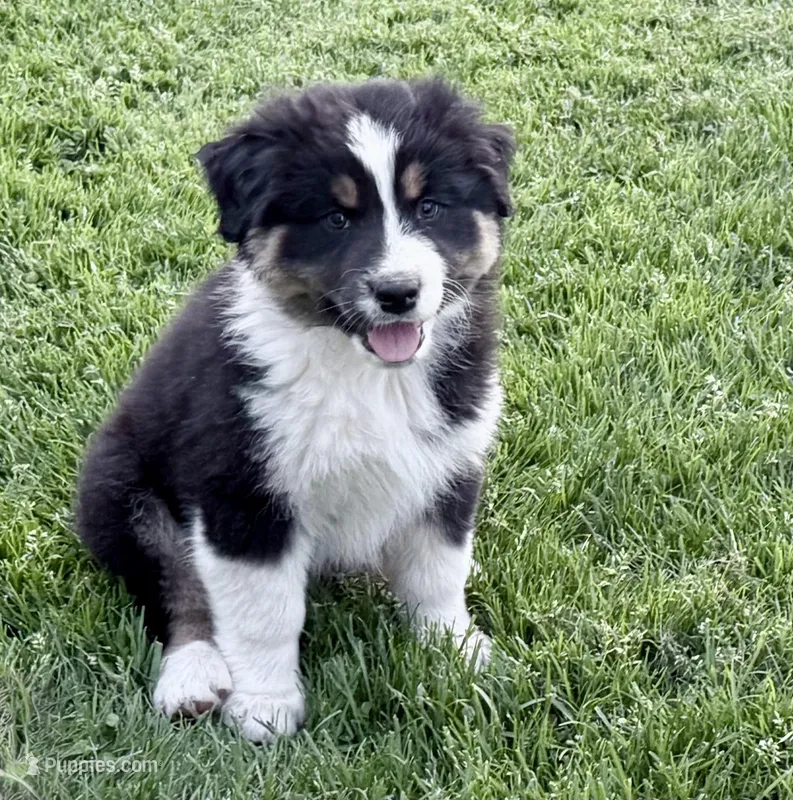 Rocky – Australian Shepherd puppy for sale in Vicksburg, MI