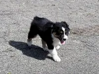 Rocky, a male Australian Shepherd for sale in Vicksburg, MI – 9 of 10