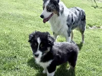 Rocky, a male Australian Shepherd for sale in Vicksburg, MI – 10 of 10