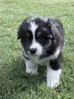 Rocky, a male Australian Shepherd for sale in Vicksburg, MI – Photo 3 of 7