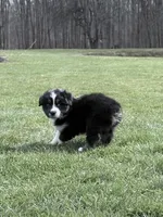 Rocky, a male Australian Shepherd for sale in Vicksburg, MI – Photo 2 of 7