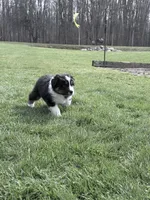 Rocky, a male Australian Shepherd for sale in Vicksburg, MI – Photo 4 of 7