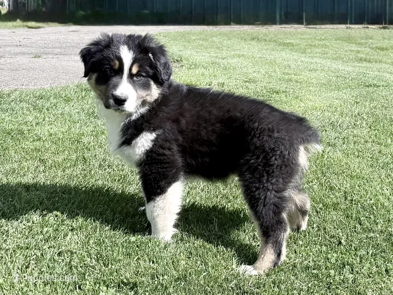 Rocky – Australian Shepherd puppy for sale in Vicksburg, MI