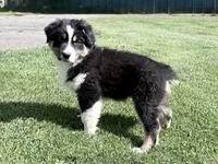 Rocky, a male Australian Shepherd for sale in Vicksburg, MI – 1 of 10