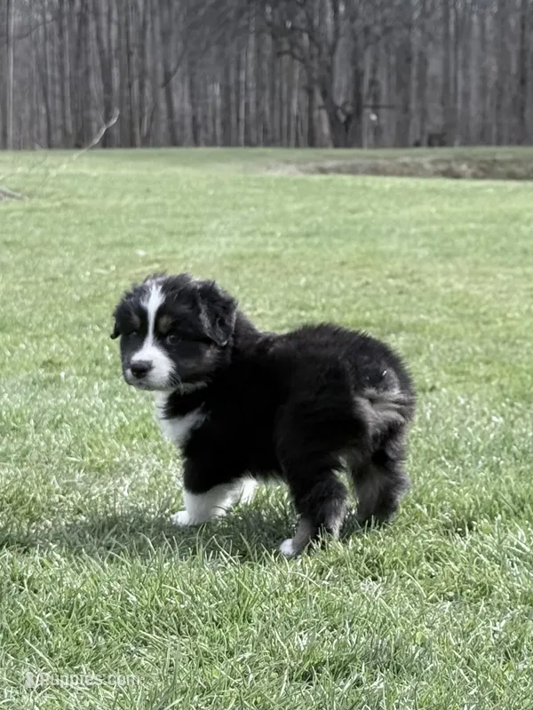 Rocky – Australian Shepherd puppy for sale in Vicksburg, MI
