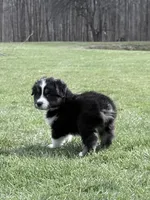 Rocky, a male Australian Shepherd for sale in Vicksburg, MI – Photo 1 of 7