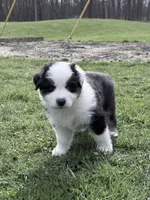 Katie, a female Australian Shepherd for sale in Vicksburg, MI – Photo 2 of 8