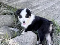 Katie, a female Australian Shepherd for sale in Vicksburg, MI – 10 of 10