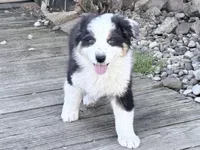 Katie, a female Australian Shepherd for sale in Vicksburg, MI – 1 of 10