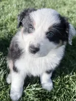 Katie, a female Australian Shepherd for sale in Vicksburg, MI – Photo 7 of 8