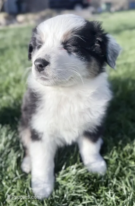 Katie – Australian Shepherd puppy for sale in Vicksburg, MI