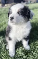 Katie, a female Australian Shepherd for sale in Vicksburg, MI – Photo 1 of 8