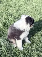 Katie, a female Australian Shepherd for sale in Vicksburg, MI – Photo 4 of 8