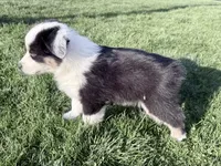 Katie, a female Australian Shepherd for sale in Vicksburg, MI – Photo 3 of 8