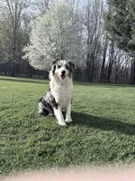 Charlie, a female Australian Shepherd for sale in Vicksburg, MI – Photo 8 of 8
