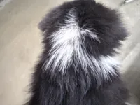 Charlie, a female Australian Shepherd for sale in Vicksburg, MI – Photo 5 of 8