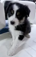 Charlie, a female Australian Shepherd for sale in Vicksburg, MI – Photo 4 of 8