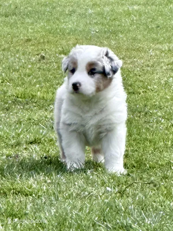 Kammi – Australian Shepherd puppy for sale in Vicksburg, MI