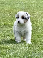 Kammi, a female Australian Shepherd for sale in Vicksburg, MI – Photo 1 of 8