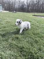 Kammi, a female Australian Shepherd for sale in Vicksburg, MI – Photo 3 of 8