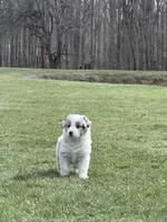 Kammi, a female Australian Shepherd for sale in Vicksburg, MI – Photo 4 of 8