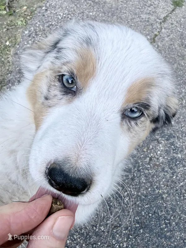 Kammi – Australian Shepherd puppy for sale in Vicksburg, MI