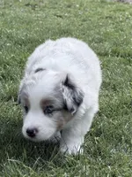 Kammi, a female Australian Shepherd for sale in Vicksburg, MI – Photo 5 of 8