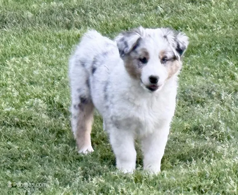 Kammi – Australian Shepherd puppy for sale in Vicksburg, MI