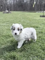 Kammi, a female Australian Shepherd for sale in Vicksburg, MI – Photo 2 of 8