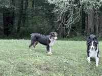 Sami, a female Australian Shepherd for sale in Vicksburg, MI – 8 of 10