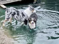 Sami, a female Australian Shepherd for sale in Vicksburg, MI – 6 of 10