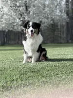 Katie , a female Australian Shepherd for sale in Vicksburg, MI – 8 of 9