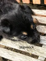 Maverick , a male German Shepherd Dog for sale in Mansfield, OH – 2 of 2