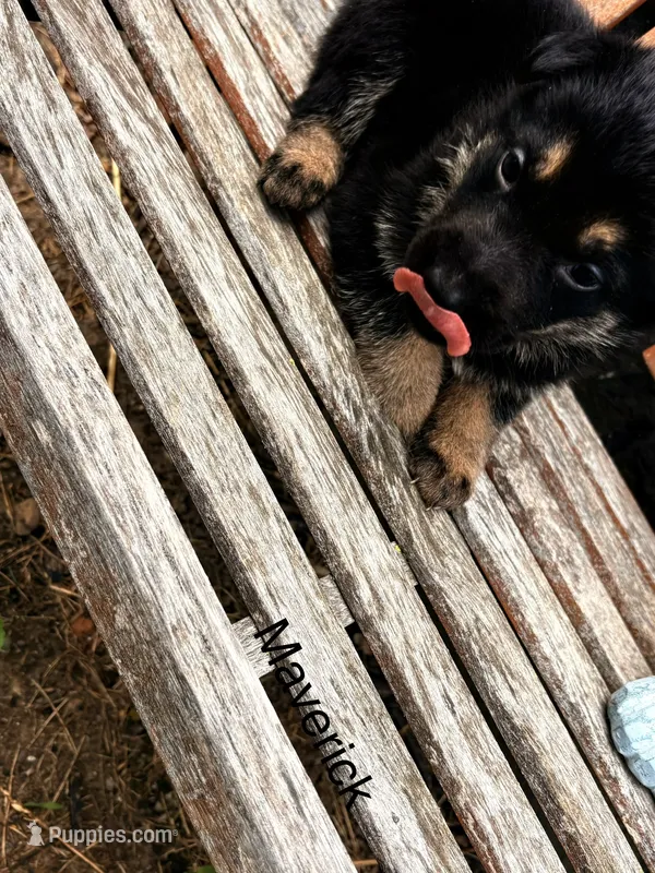 Maverick  – German Shepherd Dog puppy for sale in Mansfield, OH
