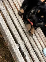 Maverick , a male German Shepherd Dog for sale in Mansfield, OH – 1 of 2