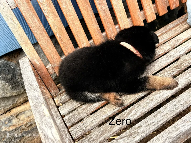 Zero – German Shepherd Dog puppy for sale in Mansfield, OH